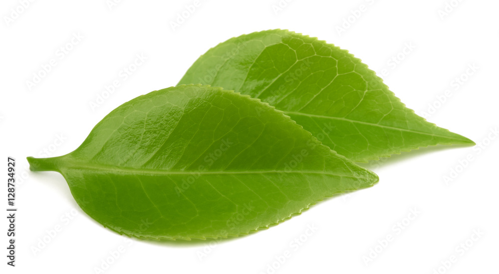 Obraz premium Green Tea leaves