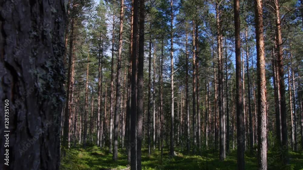 Slider shot of a great pine tree forest (evergreen Scots pine Pinus sylvestris). Location: Northern Sweden (Lulea Pitea area) in June 2016. Slider shot of a great pine tree forest (evergreen Scots pine Pinus sylvestris). Location: Northern Sweden (Lulea Pitea area) in June 2016.