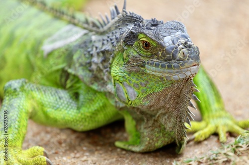 Iguana - Green Lizard - Lucertola