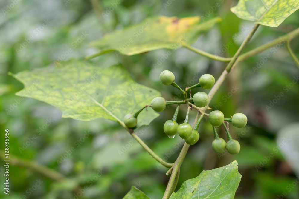 turkey berry on tree in garden,Thailand turkey berry on tree in garden,Thailand