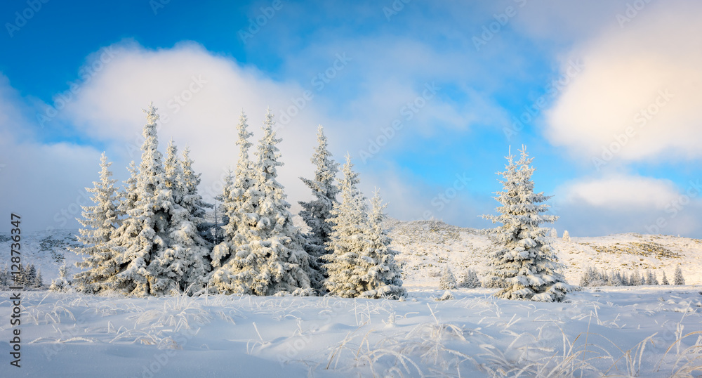 Frosty sunrise at Vitosha mountain, Sofia, Bulgaria - beautiful winter landscape - frozen pine trees Frosty sunrise at Vitosha mountain, Sofia, Bulgaria - beautiful winter landscape - frozen pine trees