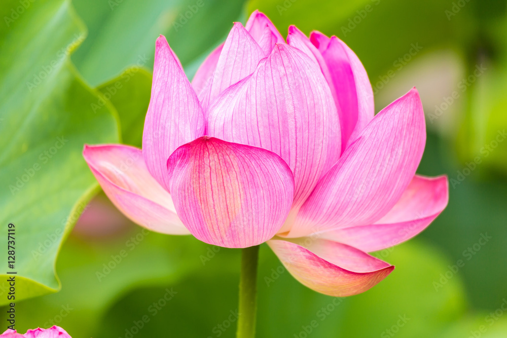 The Lotus Flower.Background is the lotus leaf.Shooting location is the Sankeien in Yokohama, Kanagawa Prefecture Japan. The Lotus Flower.Background is the lotus leaf.Shooting location is the Sankeien in Yokohama, Kanagawa Prefecture Japan.