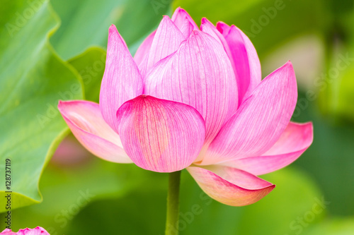 The Lotus Flower.Background is the lotus leaf.Shooting location is the Sankeien in Yokohama  Kanagawa Prefecture Japan.