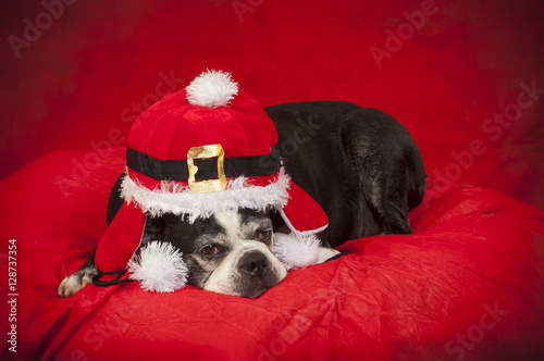 Boston terrier dog with christmas disguise in front of red backdrop