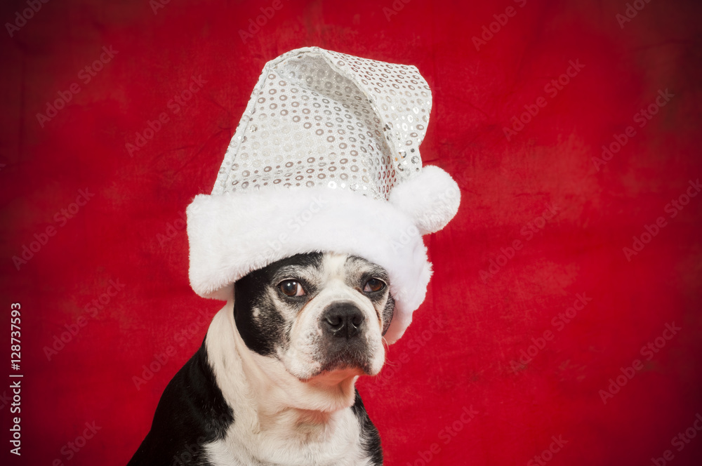 Boston terrier dog with christmas disguise in front of red backdrop Boston terrier dog with christmas disguise in front of red backdrop