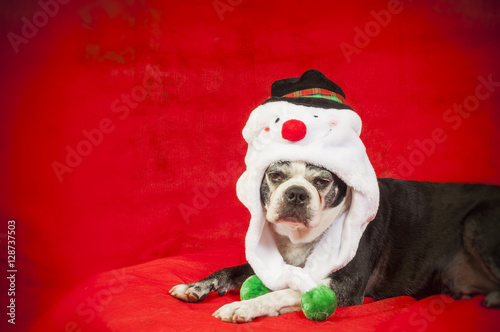 Boston terrier dog with christmas disguise in front of red backdrop © robitaillee