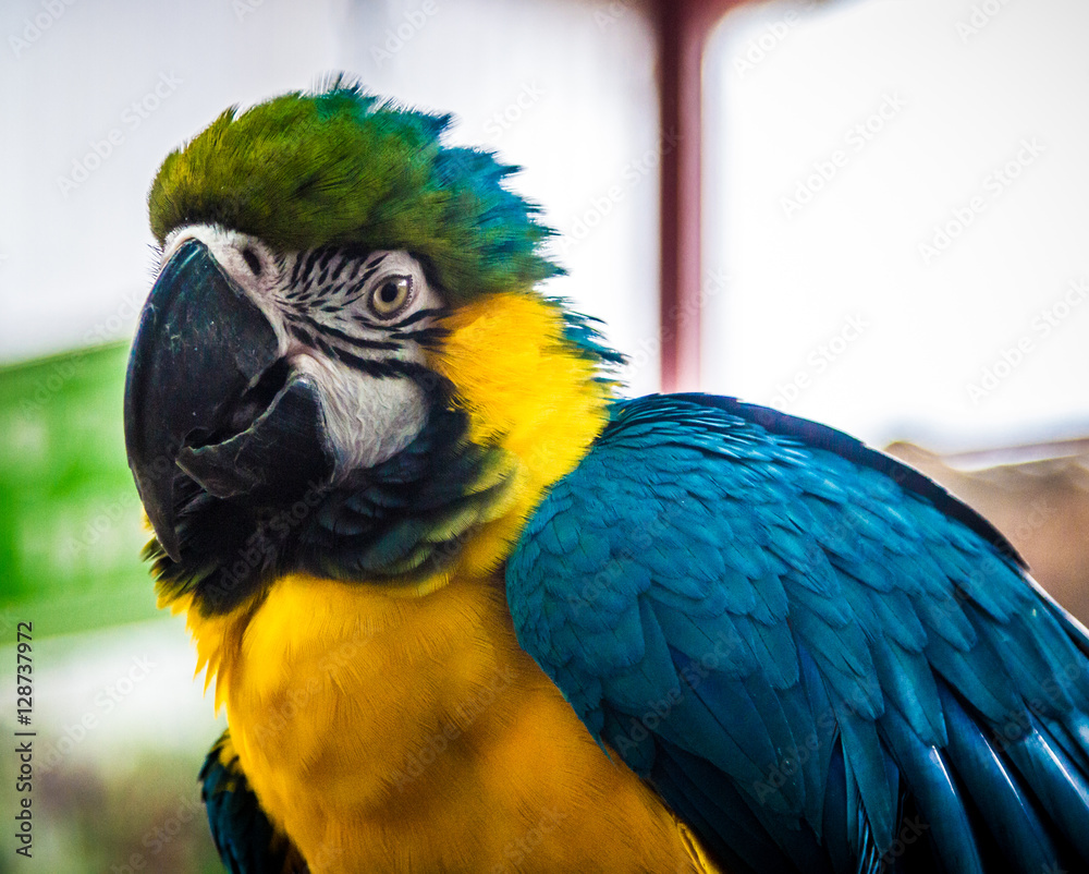 Fototapeta premium The parrot, blue-and-yellow macaw
