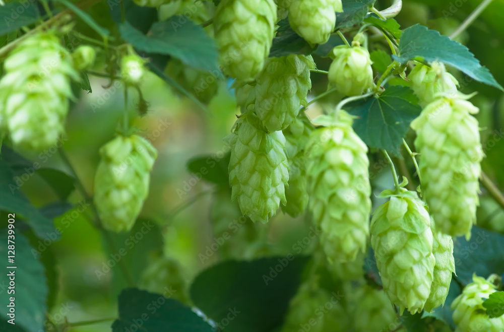 Growing on a branch of hop cones Growing on a branch of hop cones