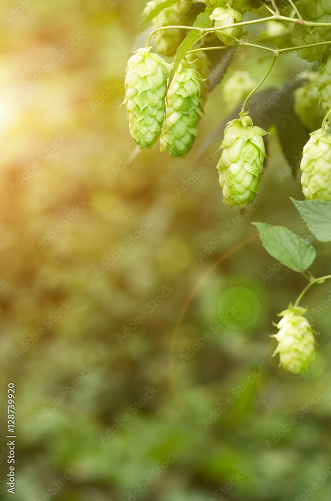 Growing on a branch of hop cones Growing on a branch of hop cones