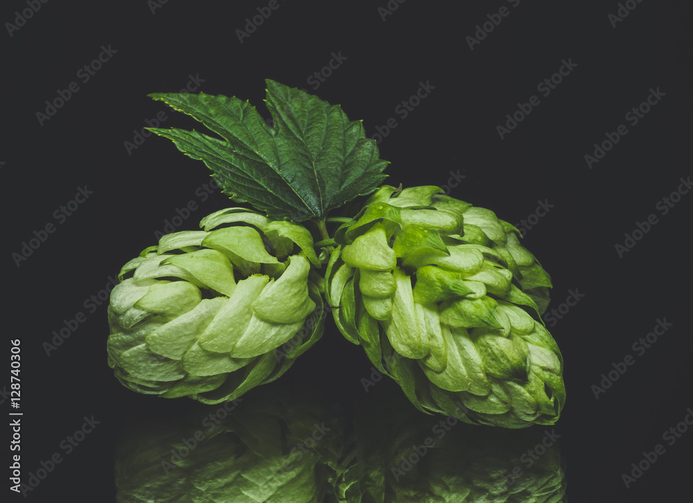 Green hop cones on a dark background. Blue toned Green hop cones on a dark background. Blue toned