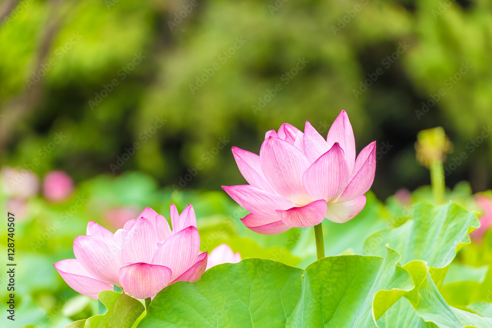 The Lotus Flower.Background is the lotus leaf and lotus flower and  tree.Shooting location is the Sankeien in Yokohama, Kanagawa Prefecture Japan.