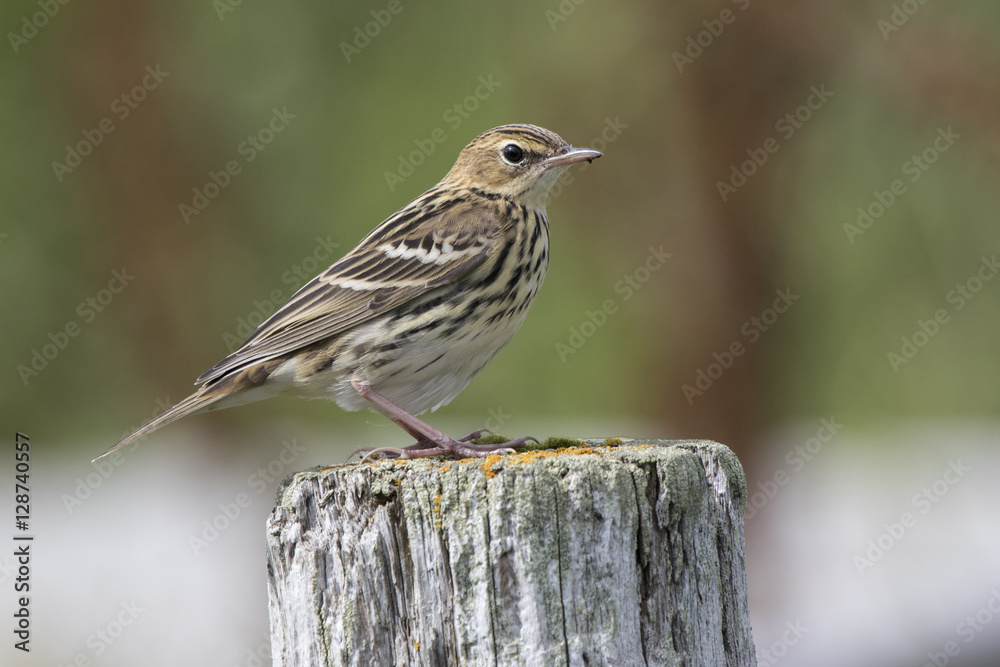 Fototapeta premium Siberian Pipit sitting on a wooden post summer day