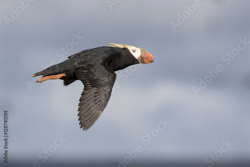 Photography tufted puffin fly close by and looking to the side summer day