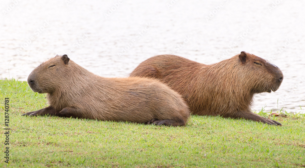 Two capybaras sleeping together, side by side, in the sun with eyes closed Two capybaras sleeping together, side by side, in the sun with eyes closed