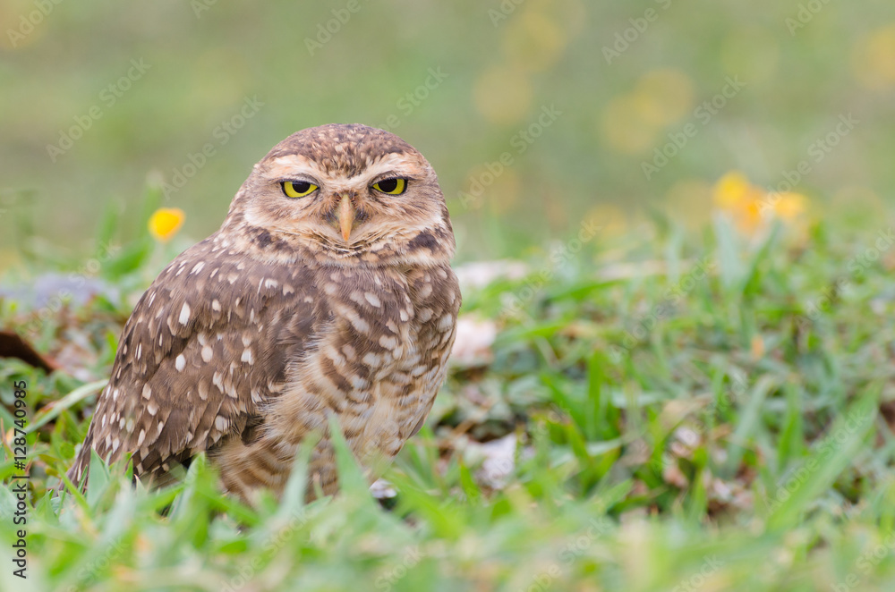 Owl with beautiful yellow eyes watching intently in open field. Owl with beautiful yellow eyes watching intently in open field.
