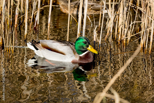 Nice duck on lake