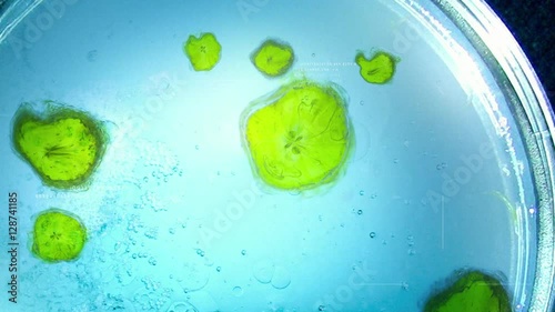 Flu Bacteria Virus petri dish animation