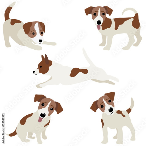 Jack Russell Terrier. Vector Illustration of a dog