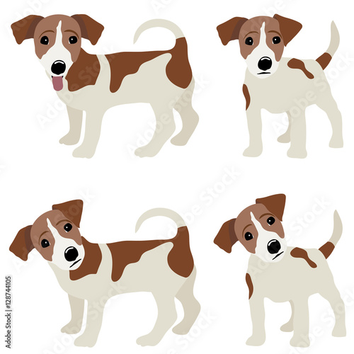 Jack Russell Terrier. Vector Illustration of a dog