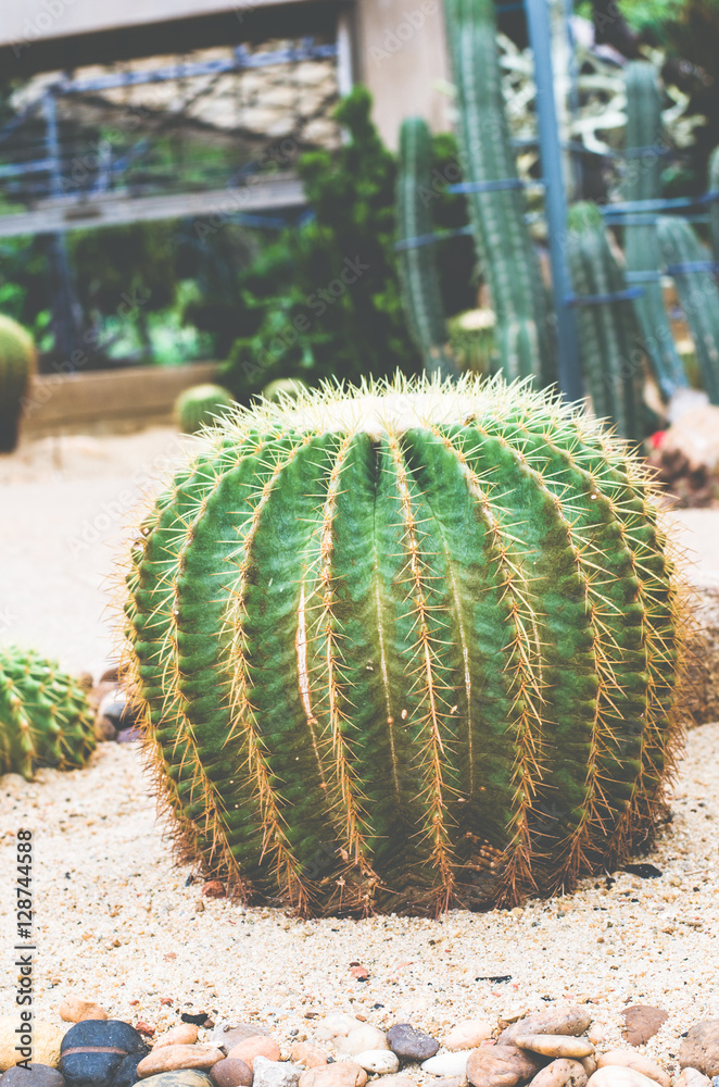 cactus on sand in cactus garden. cactus on sand in cactus garden.