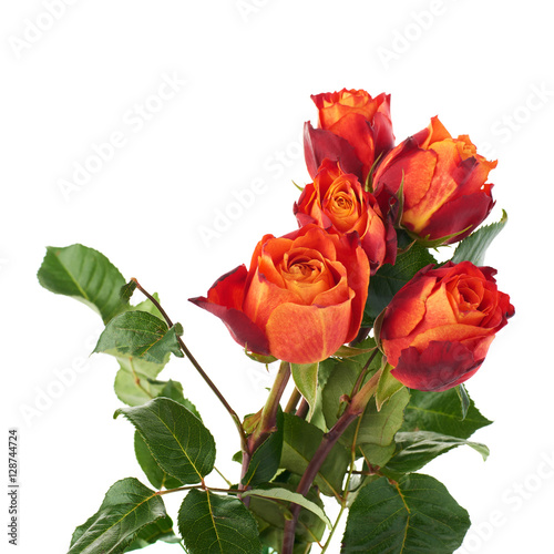 Fresh roses over the white isolated background