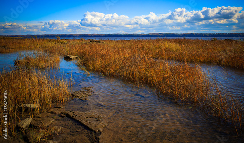 Plants Along The River Banks photo