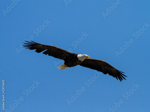 Bald Eagle Soaring © Marcia Straub 