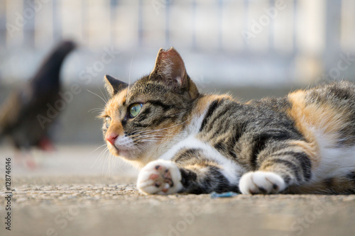 Fototapeta Naklejka Na Ścianę i Meble -  猫 トラ猫