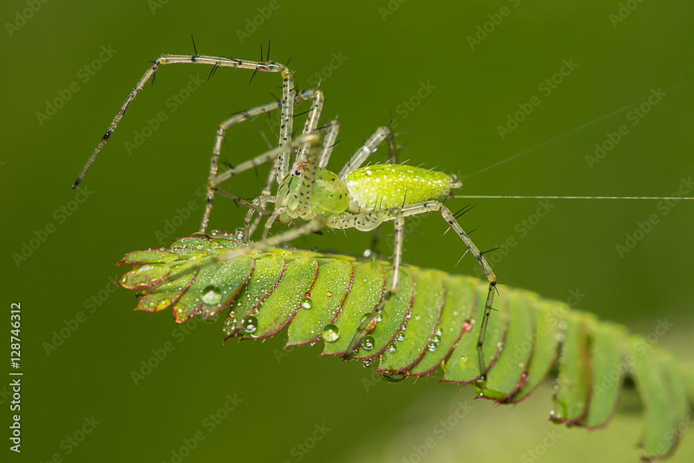 Fototapeta premium Spider