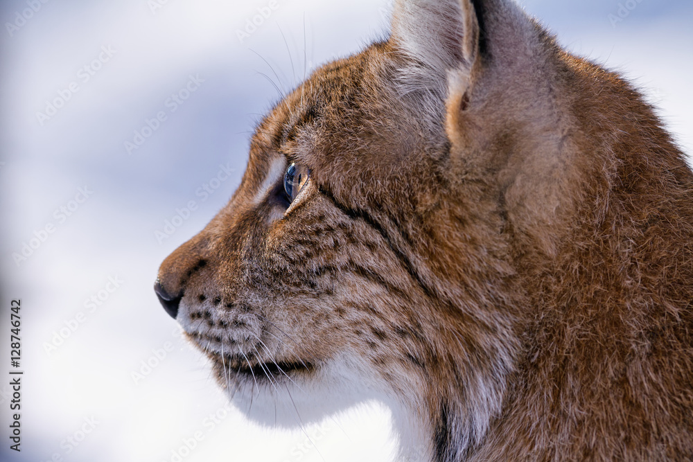 Fototapeta premium Detailed profile of head of lynx