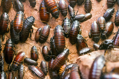 Colony of Madagascar hissing cockroaches