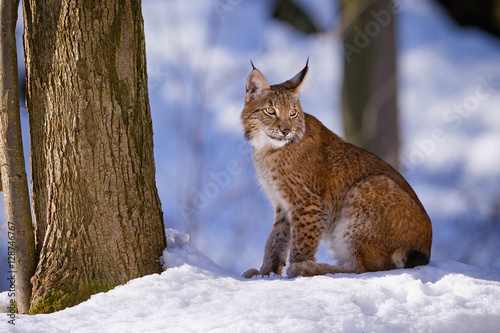 Lynx sitting in the woods in the snow