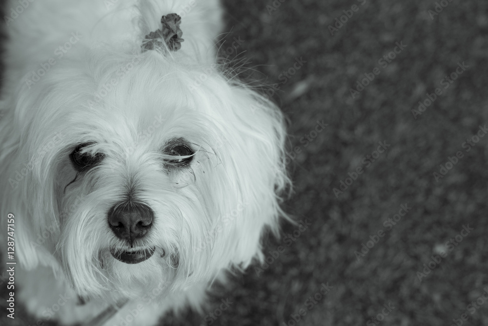 Bichon Maltese. Small white dog.