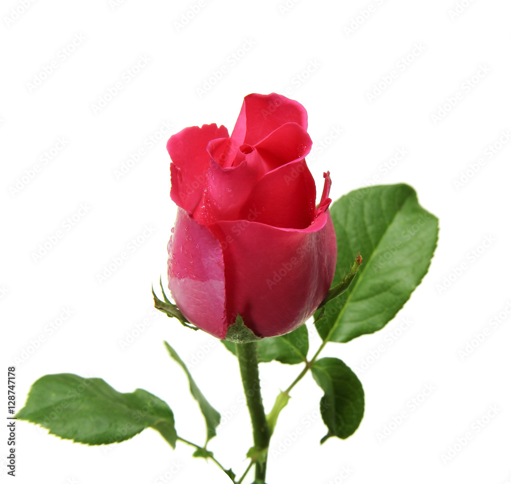Beautiful pink rose and leaves isolated on white background Beautiful pink rose and leaves isolated on white background