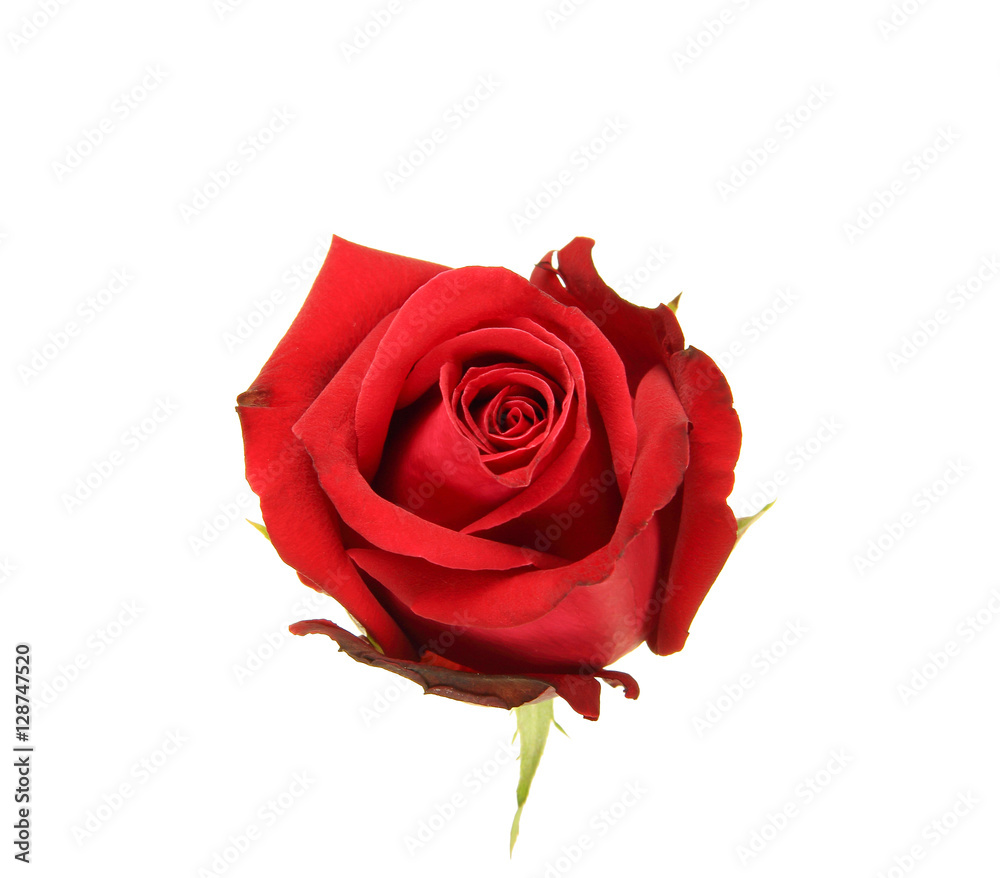 Natural red rose isolated on white background Natural red rose isolated on white background