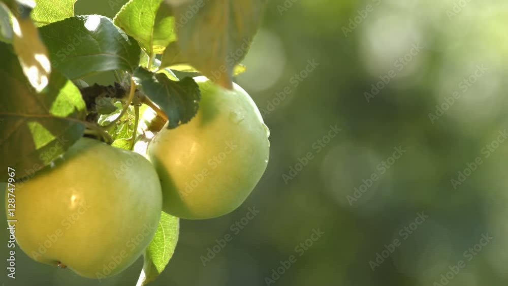 Growing apples. Two apples close-up. Focus in / focus out.Apple tree. Tree branch with apples close up. Growing apples. Two apples close-up. Focus in / focus out.Apple tree. Tree branch with apples close up.