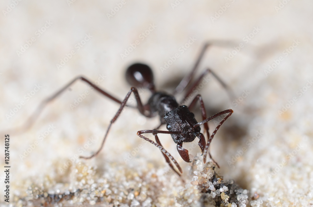 Ant on Sand