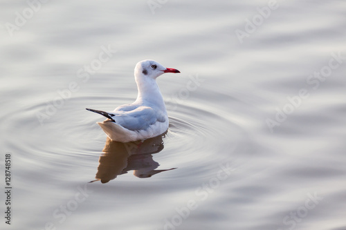 seagull floating in water