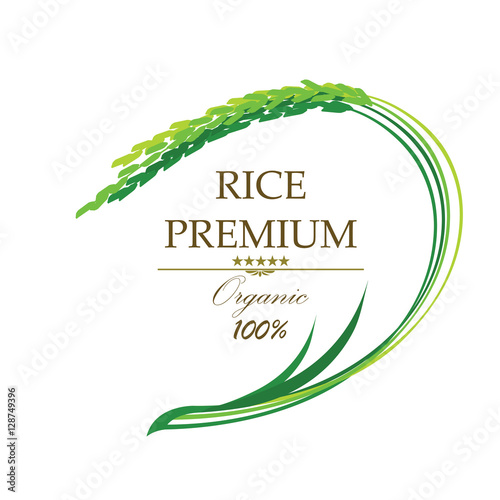 Rice Asian rice. Vector illustration of green rice plant on white background.