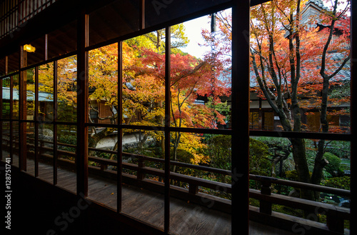 Beautiful view of fall maple trees through big framed windows in Kyoto, Japan