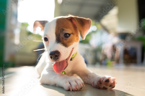 Very cute baby Jack russell terrier dog smiling portrait - close up. © pattarawat