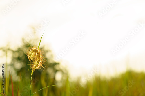 Beautiful dandelion grass