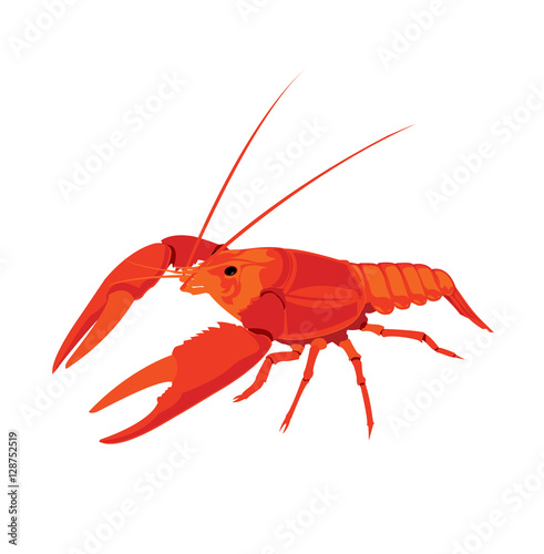 shrimp illustration in vector format.