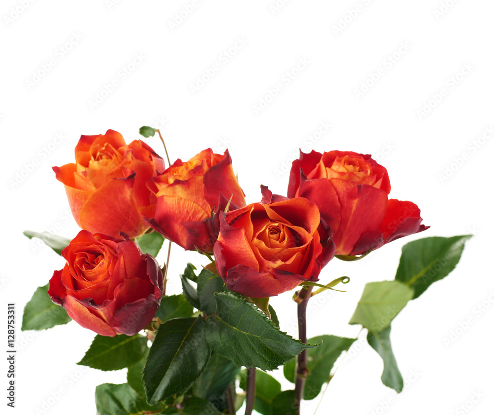 Fresh roses over the white isolated background Fresh roses over the white isolated background