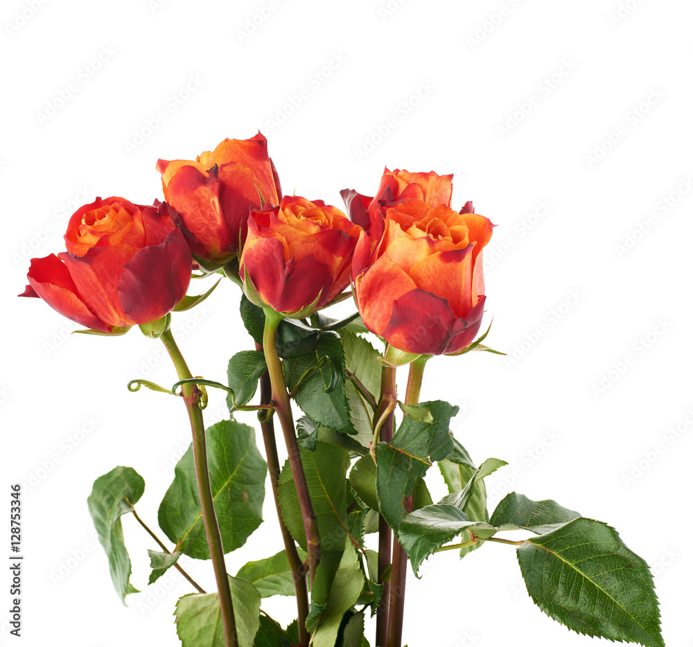 Fresh roses over the white isolated background Fresh roses over the white isolated background