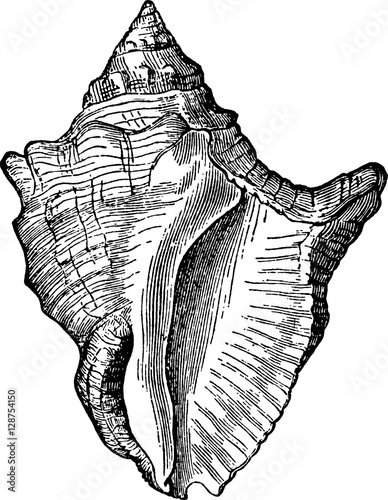 Vintage image sea shell