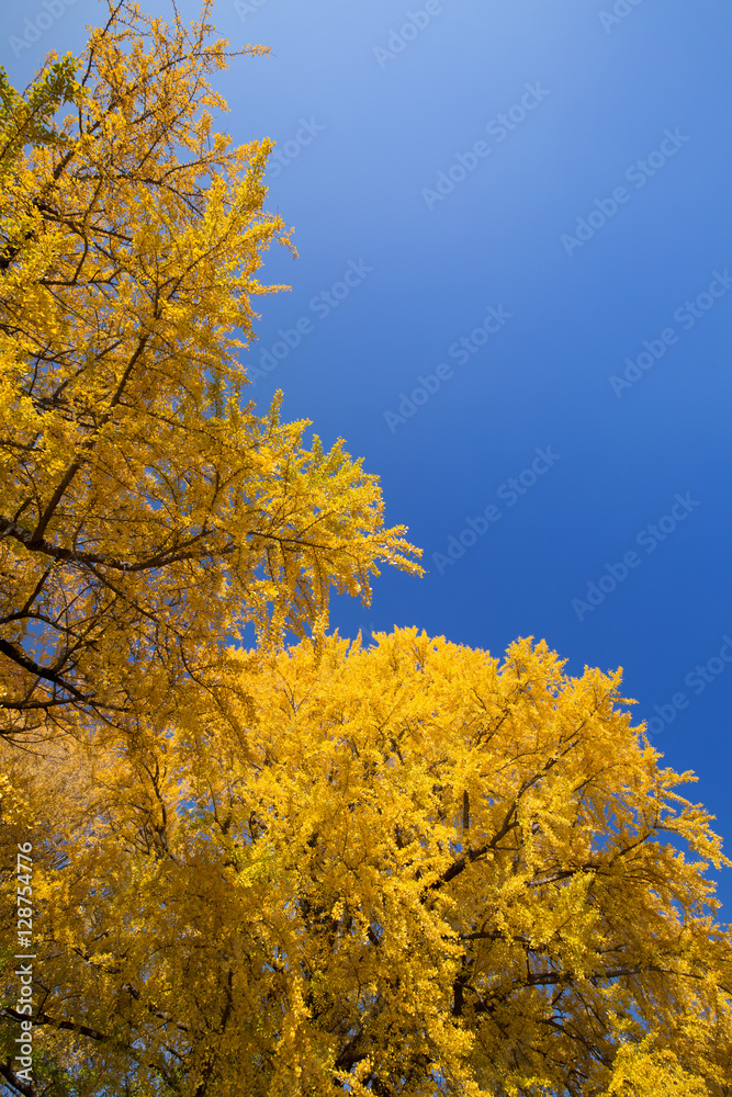 Fototapeta premium 黄葉したイチョウ