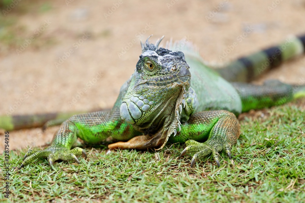 Obraz premium Iguana - Green Lizard