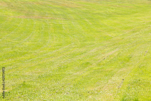 Idyllic green grass freshly mowed from a park