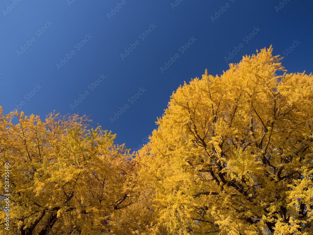 Fototapeta premium 黄葉したイチョウ